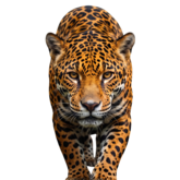 Wildlife